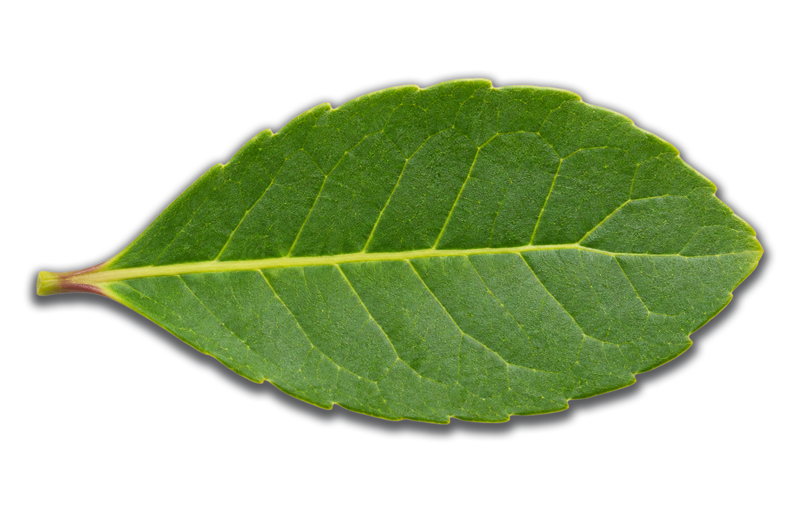 hoja de yerba